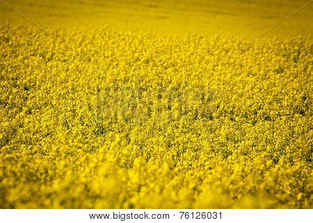 Rapeseed field