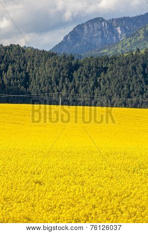 Rapeseed field