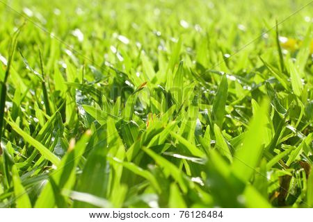 Fresh Lawn In The Morning