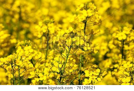 Rapeseed field