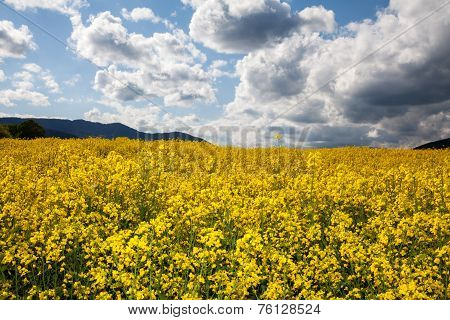 Rapeseed field