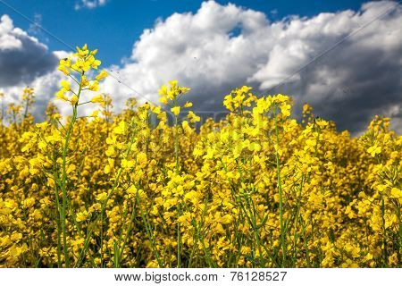 Rapeseed field