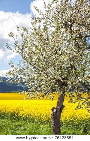 Cherry Blossom And Rapeseed Field
