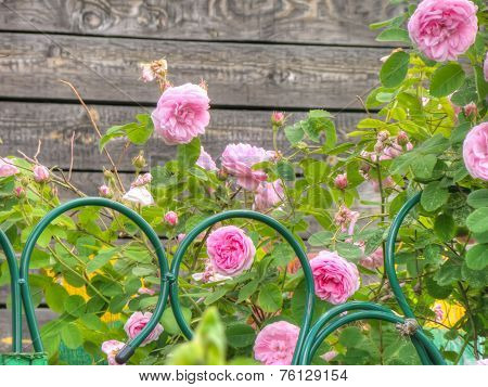 Pink Roses In The Garden