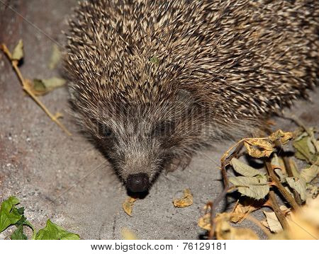 Hedgehog Taken Closeup.