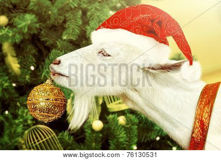 White Goat Decorates Christmas Tree