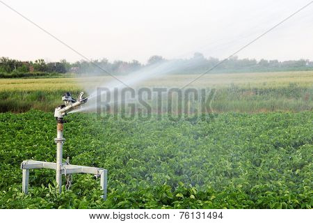 Irrigation in the field