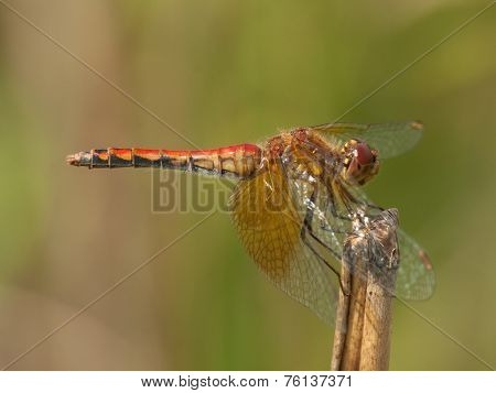 Band-winged Meadowhawk