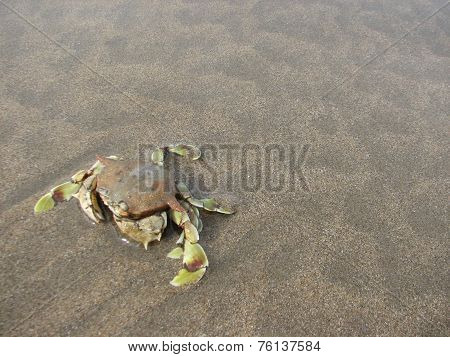 Crab in beach background