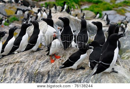 Atlantic Puffin and a group of Razorbills