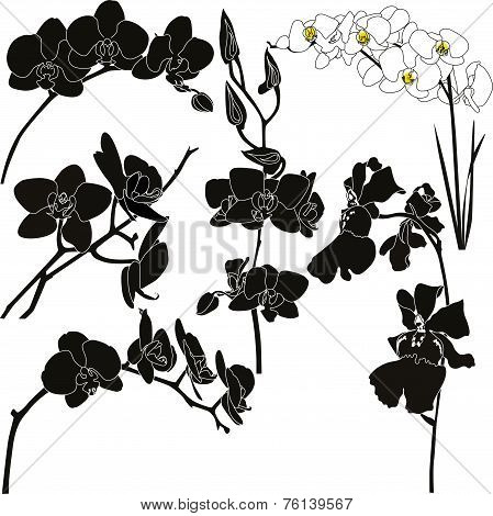 orchids