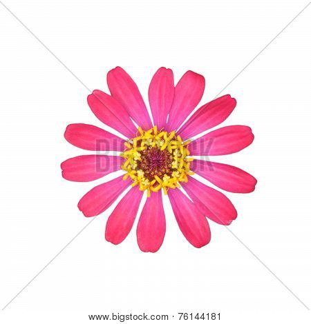 Pink Zinnia Elegans Isolated On White Background