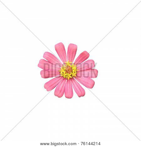 Pink Zinnia Elegans Isolated On White Background