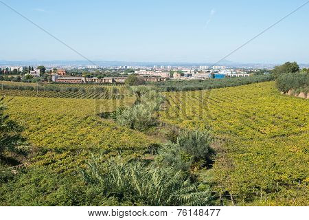 Vineyard
