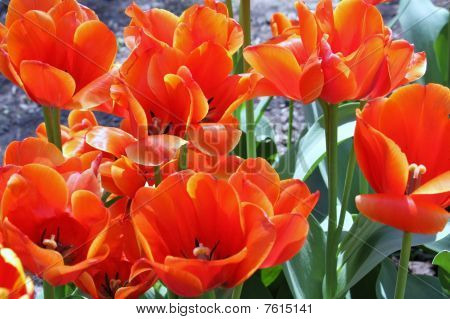 Narancssárga tulipán
