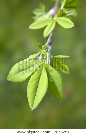 grünes Blatt