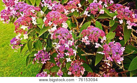 Lilac Blossoms