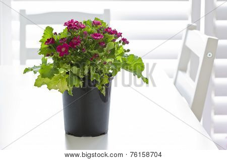 Red Cineraria