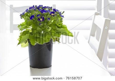 Blue Cineraria