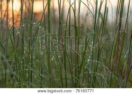 Grass with Dew