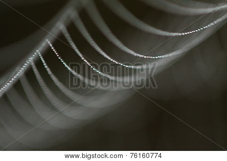 Spiderweb with Dew