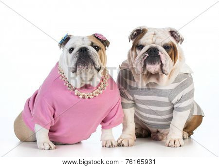 dog couple - english bulldog male and female dressed in clothing sitting beside each other on white background 
