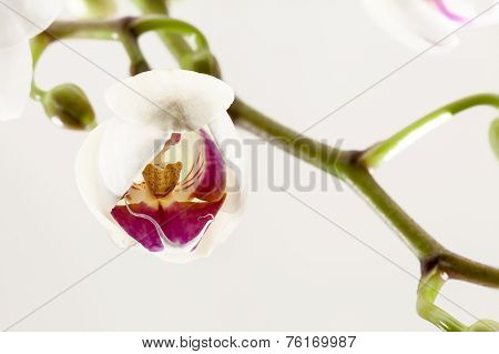 Orchid