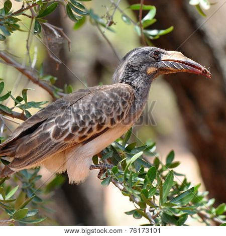 hornbill