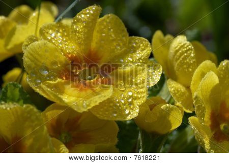 ดอกไม้ pansies