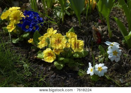 ดอกไม้ pansies