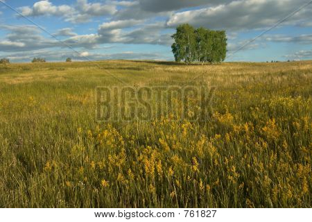 Sommerlandschaft mit Feld, Baum, Himmel und Wolken