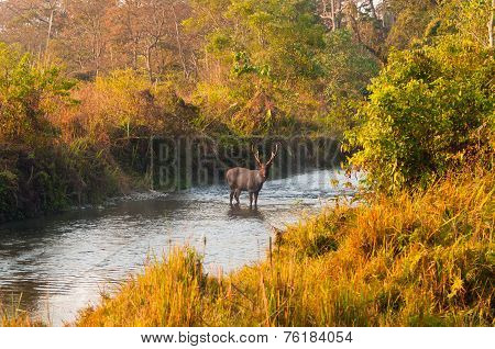 Jungle Scenery