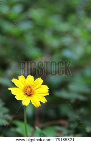 Chrysanthemum