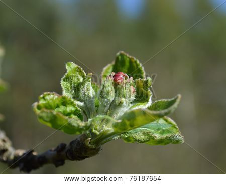 apple tree blossom