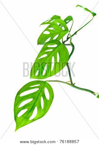 Beautiful Young Green Monstera (var. Expilata) Twig Is Isolated On White Background, Closeup