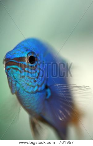 DamselMacro