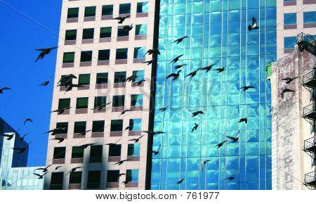 PIDGEONS_BLDG