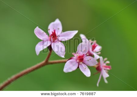 Darmera Peltata, 우산 공장