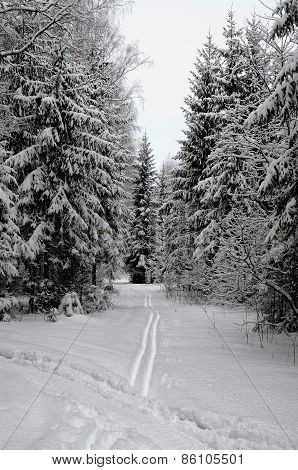 Day After Fresh Snowfall In The Forest
