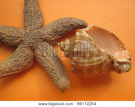 Starfish and seasheall