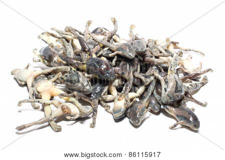 the thailand frog
