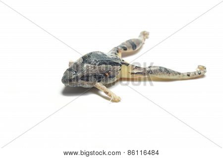 the thailand frog