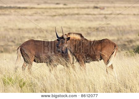 Siyah Wildebeest