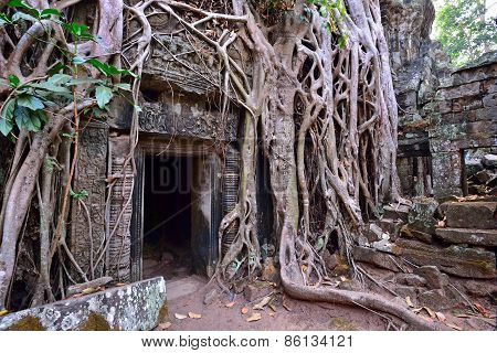 Ta Prohm Temple Ruins