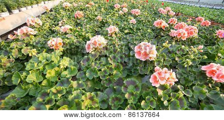Pink Geranium Plants For Sale In The Greenhouse