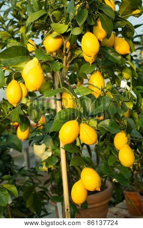 Yellow Lemons In The Tree With Green Leaves
