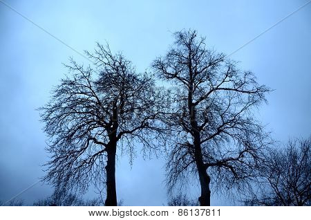 Trees