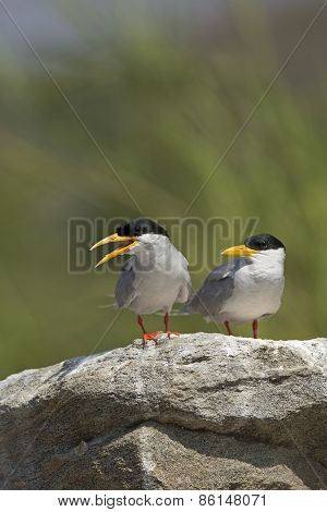 River Terns