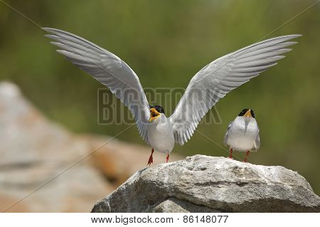 River Tern
