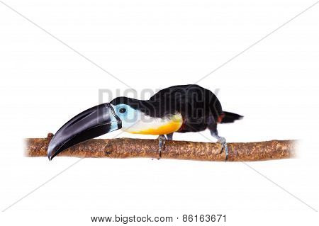 Channel-billed Toucan Isolated On White